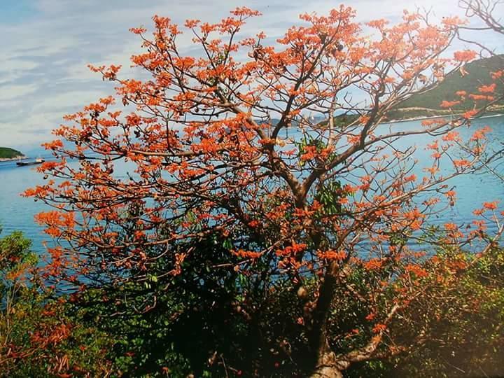 Trang Vu Homestay Cu Lao Cham Tan Hiep  Exterior photo